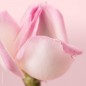Nuxe Masque Purifiant Doux aux Pétales de Rose 50ml Visage et Cou Nuxe Masque Purifiant Doux aux Pétales de Rose 50ml Visage et Cou